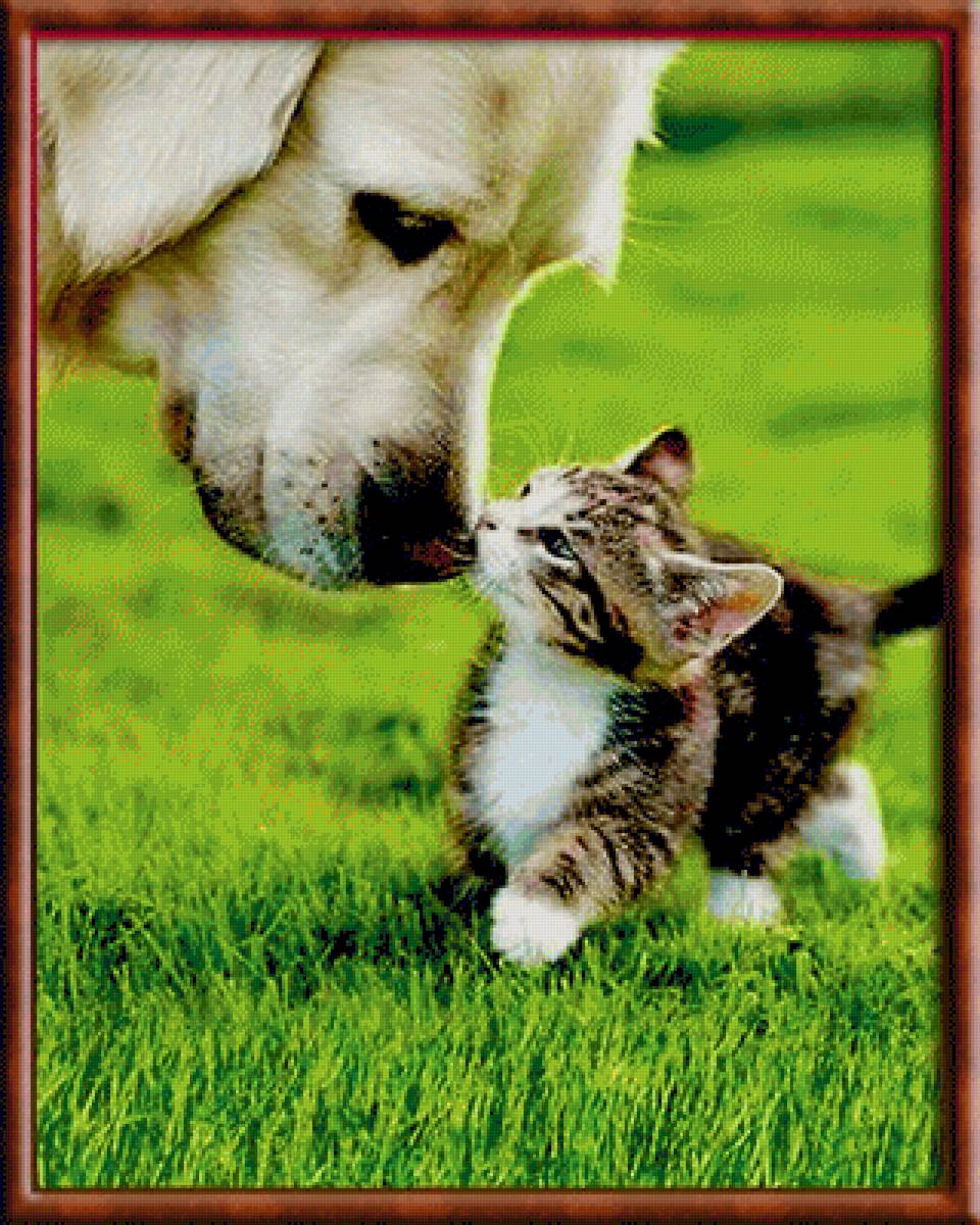 Ты кто? - собака, котенок, животные - предпросмотр