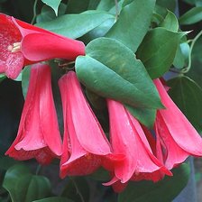 Схема вышивки «Лапагерия»