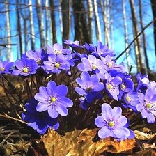 Схема вышивки «Печеночница»