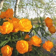 Схема вышивки «Таежная красавица»