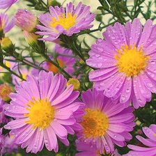 Схема вышивки «Летний дождь»