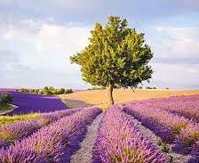 Схема вышивки «Лавандовое поле»