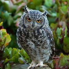 Схема вышивки «Мир птиц»