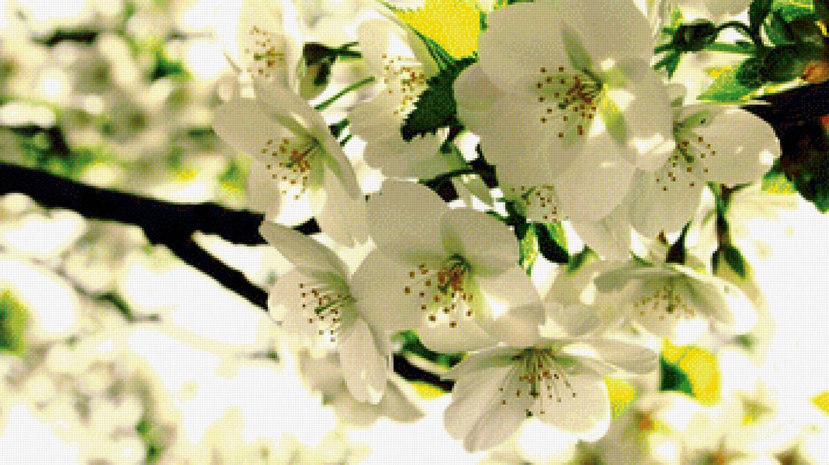 весна в разгаре - цветы, весна, природа - предпросмотр