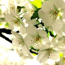 Схема вышивки «весна в разгаре»