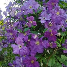 Схема вышивки «№2126651»