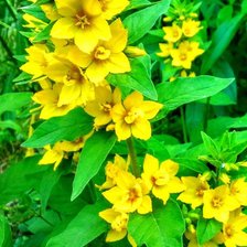 Схема вышивки «№2126661»