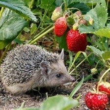 Схема вышивки «№2126666»