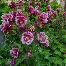 Схема вышивки «№2126674»