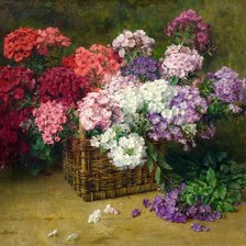 флоксы в корзине