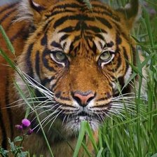 Схема вышивки «№2127271»