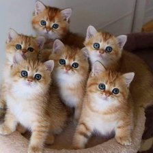 Схема вышивки «№2127273»