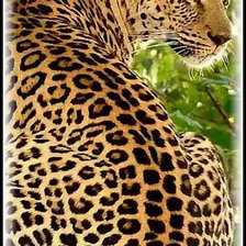 Схема вышивки «дикие»