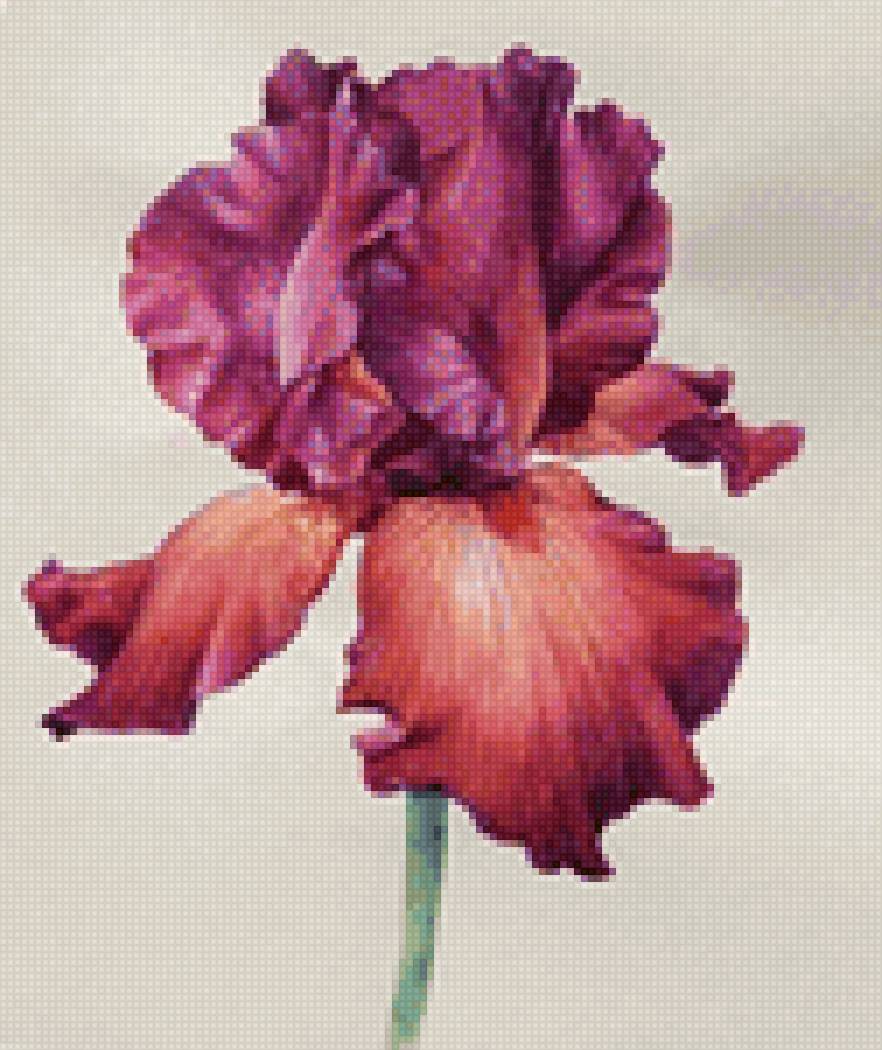 Ирис - цветок, ирис - предпросмотр