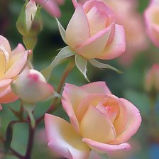 Схема вышивки «№2127824»