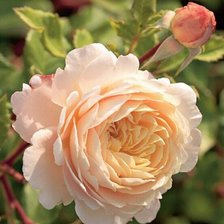 Схема вышивки «№2127827»