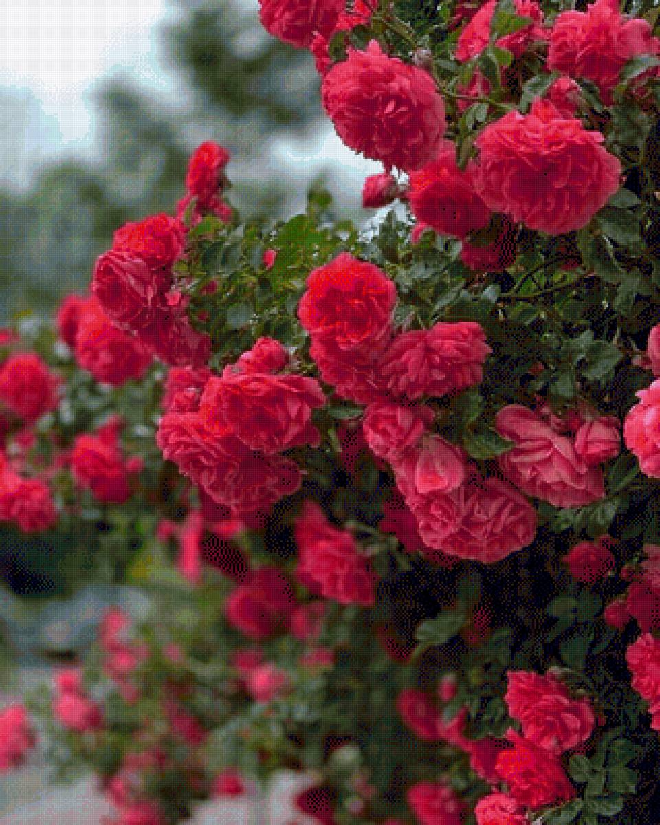 Розы - цветы, розы - предпросмотр