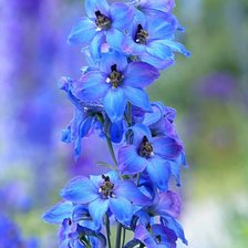 Схема вышивки «№2127833»