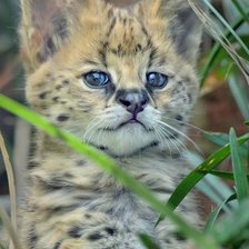 Схема вышивки «№2127848»