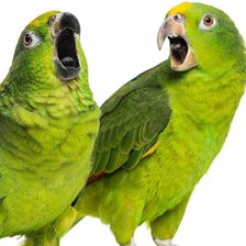 Схема вышивки «Споем дуэтом»