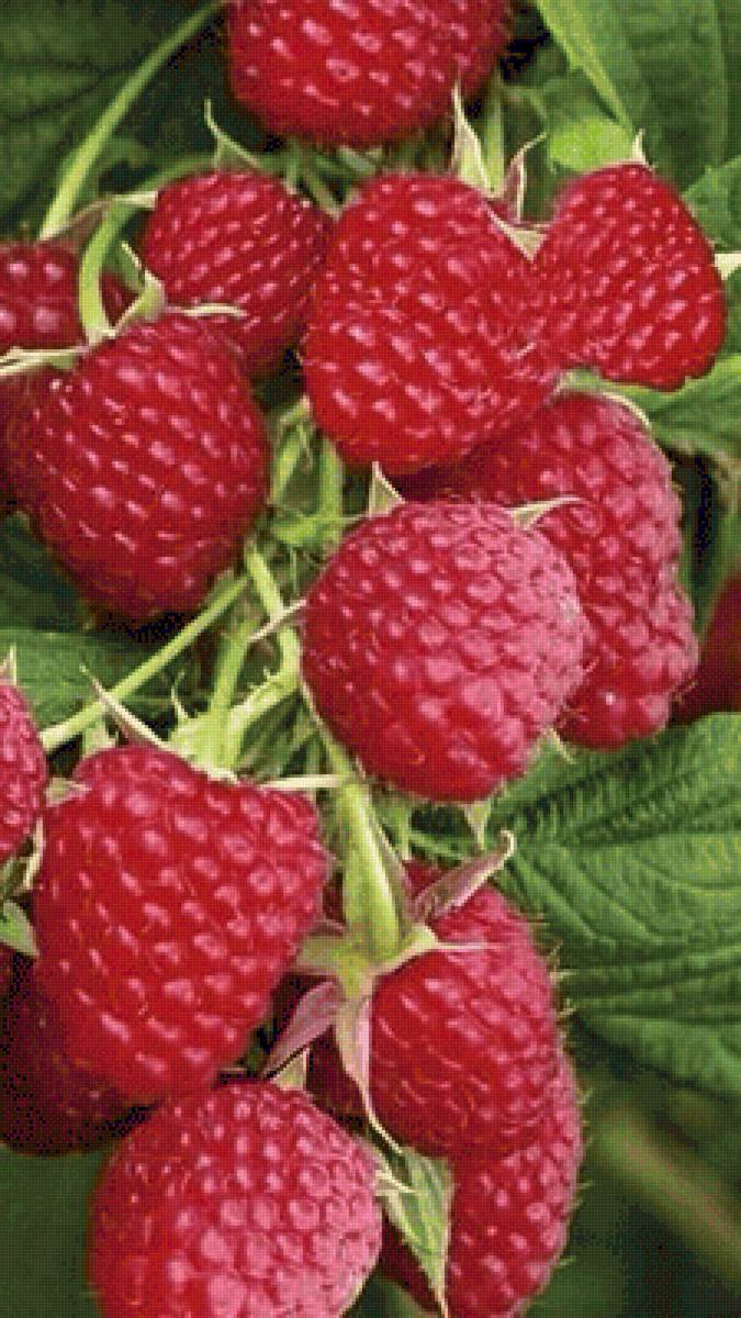 Малинка - малина, ягоды - предпросмотр