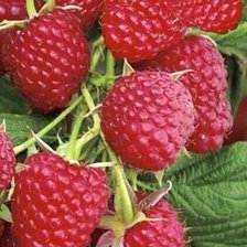 Схема вышивки «Малинка»