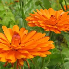 Схема вышивки «Цветы»