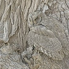 Схема вышивки «Сова»