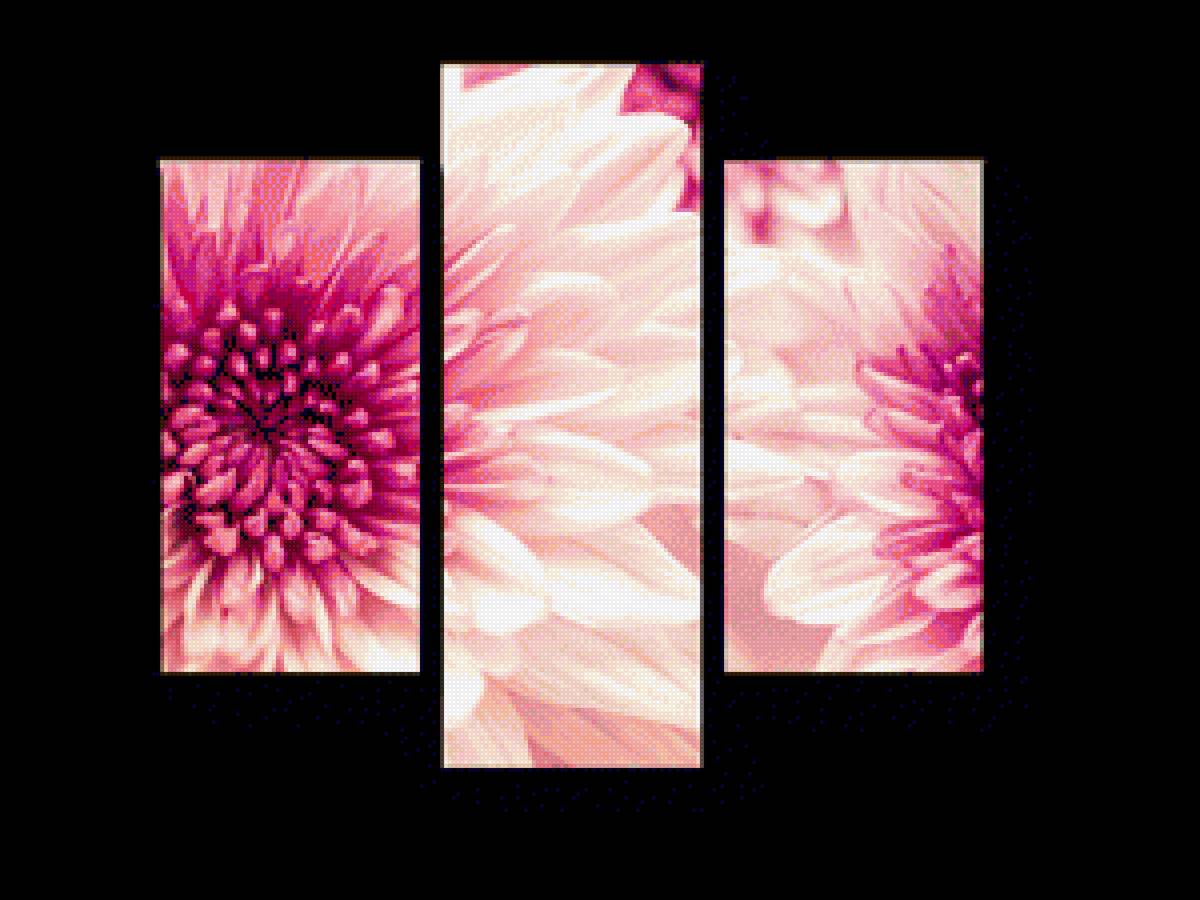 Хризантемы - предпросмотр