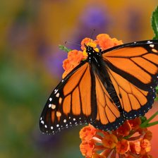 Схема вышивки «Бабочка»