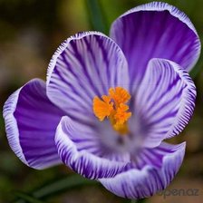 Схема вышивки «Цветы»