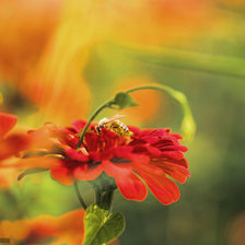 Схема вышивки «Цветы»