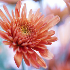 Схема вышивки «Цветы»