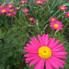 Схема вышивки «Цветы»