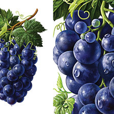 Схема вышивки «Фрукты»