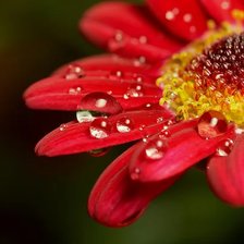 Схема вышивки «Цветы»