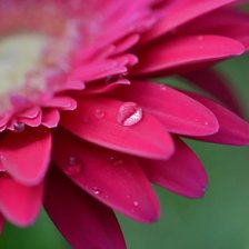 Схема вышивки «Цветы»