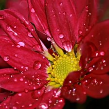 Схема вышивки «Цветы»