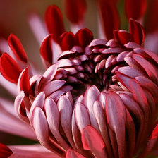 Схема вышивки «Цветы»