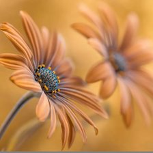 Схема вышивки «Цветы»