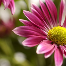 Схема вышивки «Цветы»