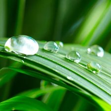 Схема вышивки «Цветы»