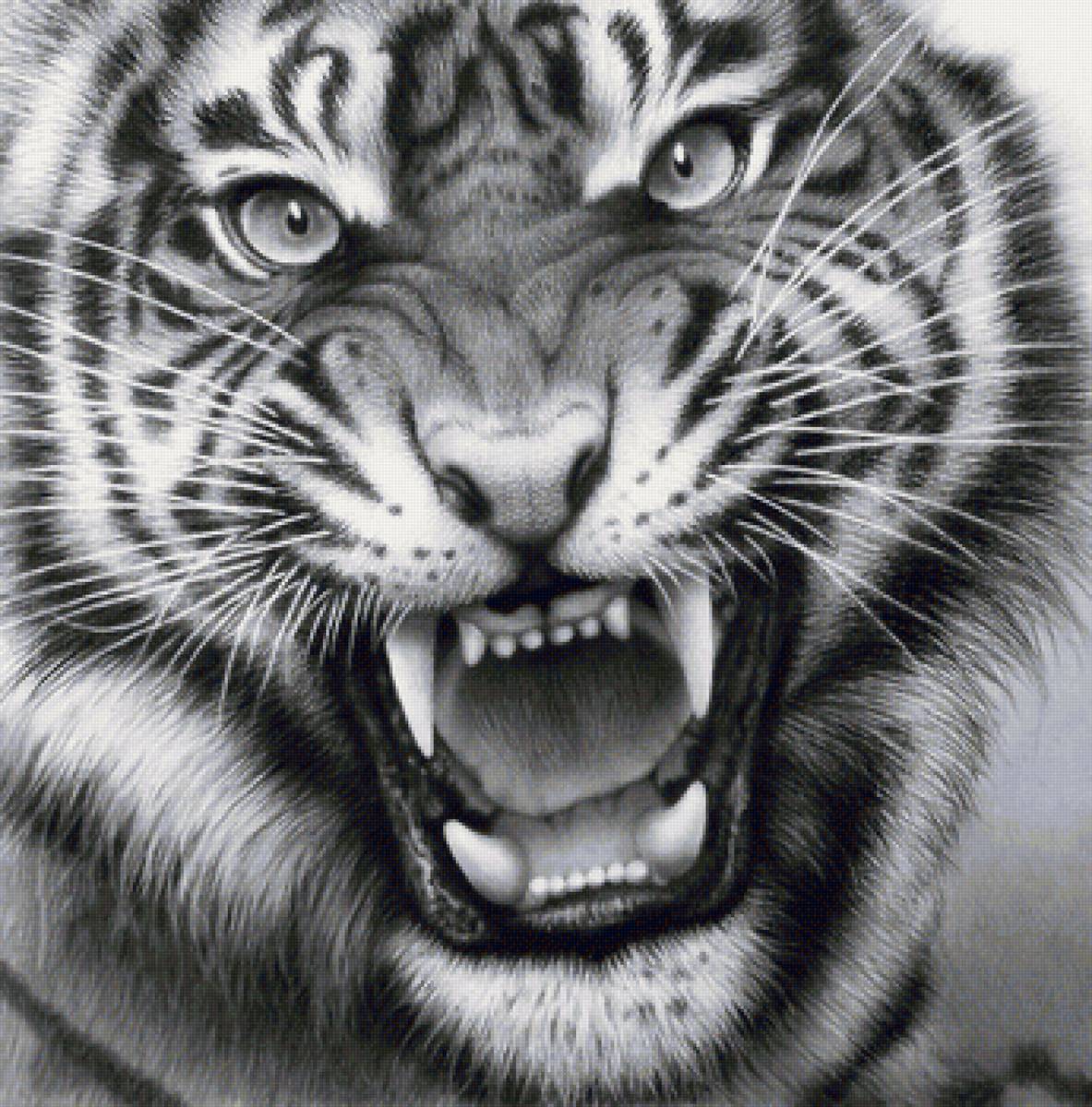 №2128362 - животные, тигры, тигр, хищники - предпросмотр