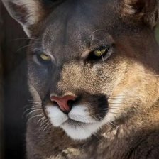 Схема вышивки «№2128547»