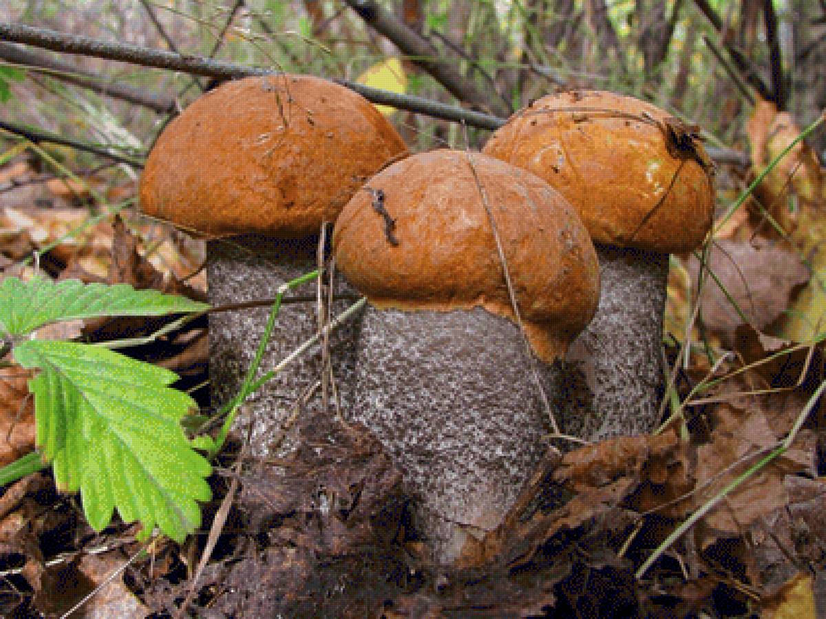 Братцы - подосиновики - подосиновик, грибы - предпросмотр