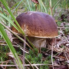 Схема вышивки «Боровик»