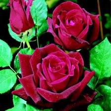 Схема вышивки «Роза Ланком»