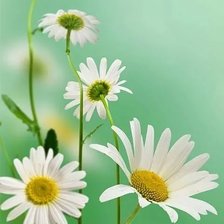 Схема вышивки «Ромашки»