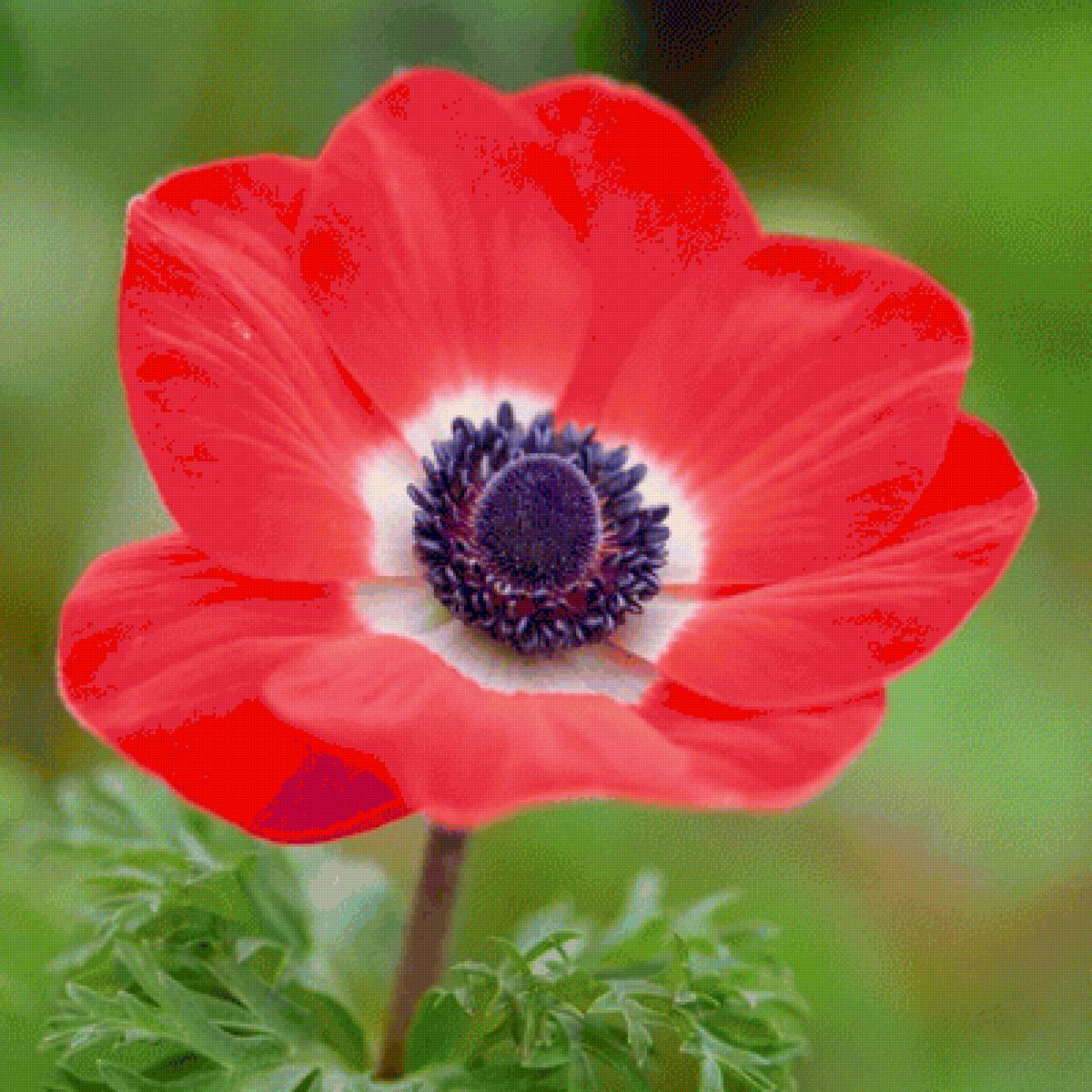 Красный мак - мак, цветы - предпросмотр