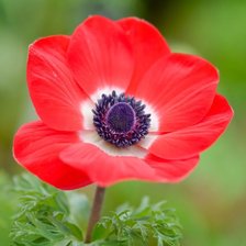 Схема вышивки «Красный мак»